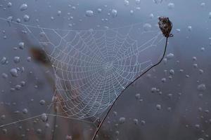 spinnenweb en regendruppels in het herfstseizoen foto