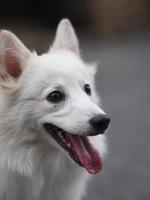 witte hond, Japanse spits foto