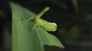 close-up van een groene sprinkhaan op een blad foto