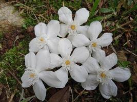 jasmijn bloem sierplant foto