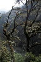 bomen bovenop de riviervallei foto