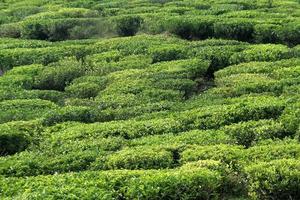 groen tapijt van theeplanten foto