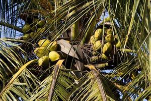 kokospalm geladen met gewas foto