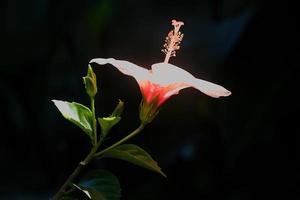 lichtoranje hibiscusbloem en knop foto