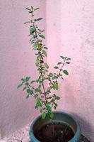 heilige basilicum plant in pot foto