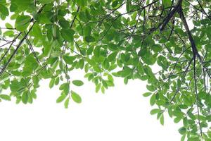 groen blad en takken op witte achtergrond foto