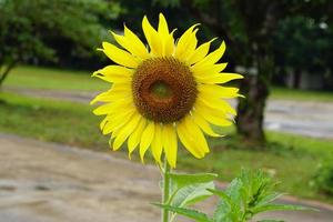 mooie gele zonnebloemen die in de tuin bloeien foto