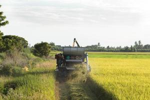 maaidorsers oogsten gouden rijst op de velden van de boer om te verkopen en naar industriële installaties te sturen voor verwerking tot verschillende grondstoffen en voor export naar het buitenland voor consumptie. foto