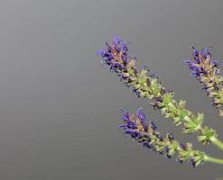 bloem bloeiend salvia nemorosa familie lamiaceae close-up botanische achtergrond hoge kwaliteit groot formaat print home decor landbouwplanten foto