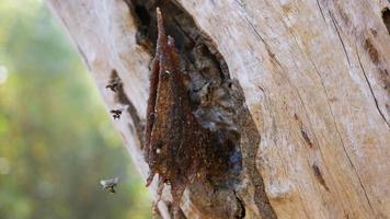 verschillende kleine bijen nestelen in de bomen. foto