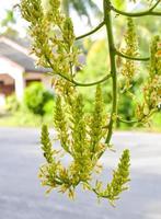 sterretjes bloeien in Thaise huistuinen. foto