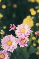 mooie bloemen van chrysanten met soft focus en onscherpte achtergrond. foto