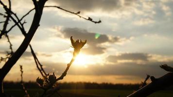 kale jonge boom waardoor zonnestralen schijnen, met bewolkte hemel. foto