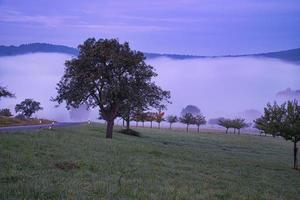 boom op een weide met mist in de ochtenduren met paarse lichte stemming. foto