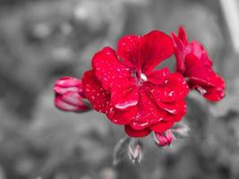 geraniums monochroom afgebeeld foto