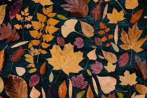 gele herfst esdoorn bladeren composities. herfst concept met rood-gele bladeren achtergrond. heldere kleurrijke bladeren foto