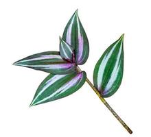 groene bladeren patroon, blad tradescantia zebrinahort of zebrina pendula of inch plant geïsoleerd op een witte achtergrond, inclusief uitknippad foto