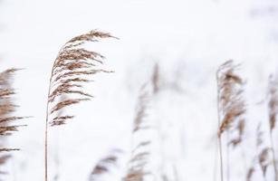 pampasgras takken op de achtergrond van de winter natuur. foto