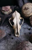 oude hondenschedel en stenen op de heksentafel. donkere en mysterieuze sfeer. foto