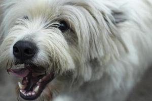 zwerfhond op straat. huisdier in de stad. foto