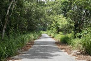 weg voor de asfaltweg. naast met groen gras en bomen. schaduwrijke paden vol natuur in de provincies. foto