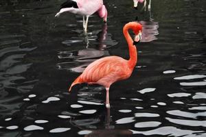 uitzicht op een flamingo in het slimbridge-natuurreservaat foto