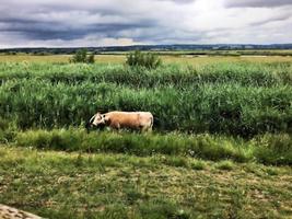een weergave van een koe in een veld nabij Slimbridge in Gloucestershire foto