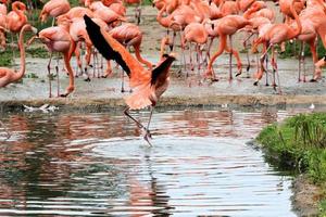 uitzicht op een flamingo in het slimbridge-natuurreservaat foto