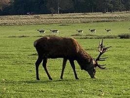 uitzicht op een edelhert op het platteland van Cheshire foto