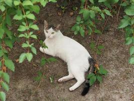 witte gestreepte kat foto