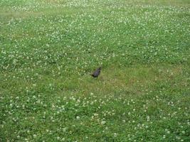 gewone merelwetenschap. naam turdus merula vogel dier foto