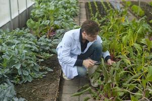 een wetenschapper man analyseert biologische groentenplanten in kas, concept van landbouwtechnologie foto