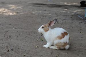 het mooie kleine konijntje ligt op de grond en het lange groene gras op de boerderij in de zomer - de hete middag. foto