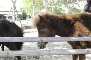 klein donkerbruin dwergpaard in een boerderijweide in een quarantainekooi voor toeristen om naar de schattigheid te kijken en een foto te maken - een mijlpaal voor een reis dichter bij de natuur.