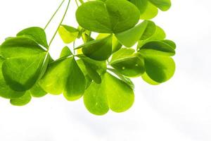 groene klaver bladeren geïsoleerd op een witte achtergrond. st.patrick's day foto