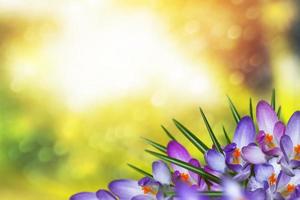heldere en kleurrijke krokusbloemen. foto