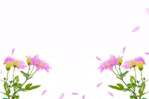 kleurrijke herfstbloemen van chrysanthemum foto
