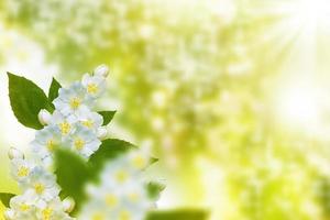 witte jasmijn de tak delicate lentebloemen foto