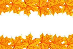 heldere kleurrijke herfstbladeren foto