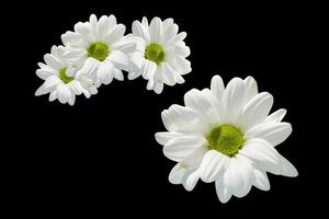 kleurrijke herfstbloemen van chrysanthemum foto