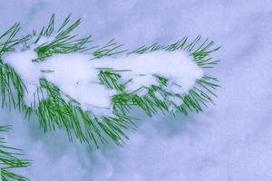 bevroren winterbos met besneeuwde bomen foto