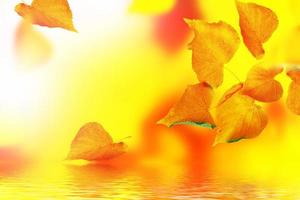 herfstlandschap met helder kleurrijk gebladerte. nazomer. foto