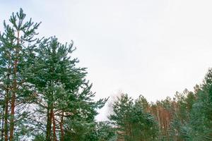 bevroren winterbos met besneeuwde bomen. foto