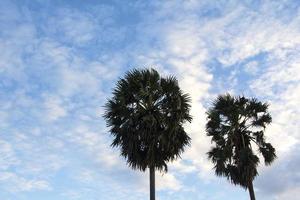 palmbomen in de avond prachtig gekleurde lucht met wolken op de achtergrond in de avond voor zonsondergang vandaag in een natuurlijke schoonheid in landelijk thailand. foto