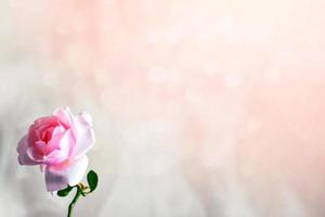 natuurlijke bloemenachtergrond. heldere kleurrijke roze bloemen. foto