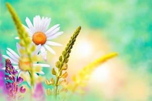 witte heldere madeliefjebloemen op een achtergrond van het zomerlandschap. foto