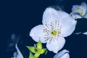 witte jasmijn de tak delicate lentebloemen foto