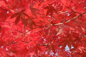 wazig, rode esdoorn bladeren in de herfst de natuurlijke achtergrond foto