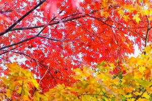 kleurrijke esdoornbladeren op de achtergrond van de de herfstaard, selectieve nadruk foto