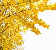 gele ginkgo biloba bladeren in de herfst op witte achtergrond foto